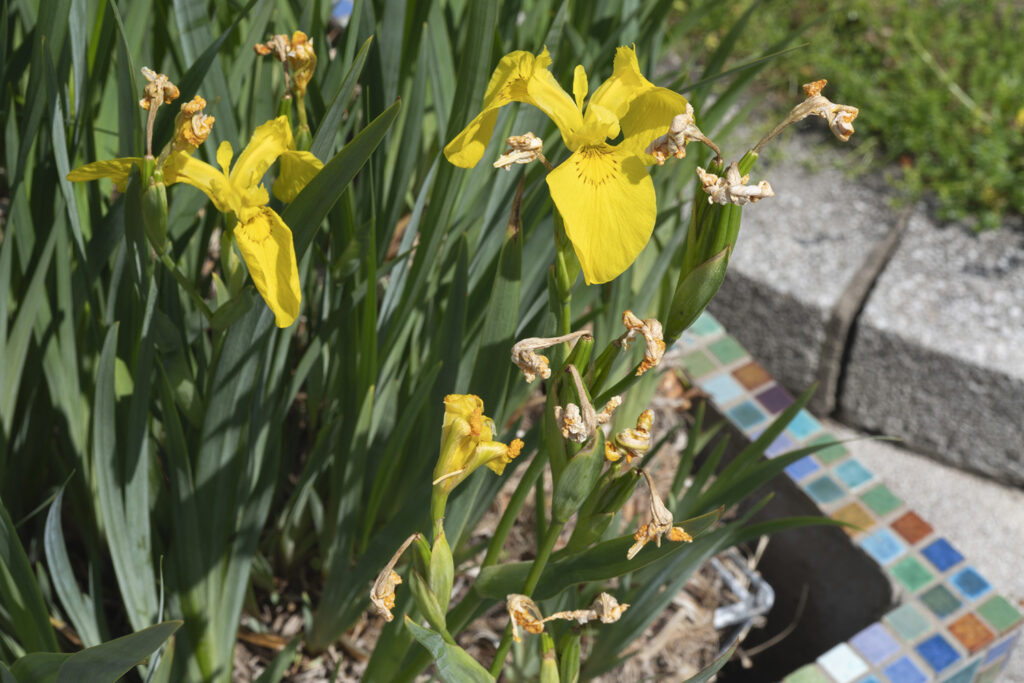 KI generiert: Das Bild zeigt gelbe Schwertlilien, die in einem Gartenbeet mit grünen Blättern und teils verwelkten Blüten stehen. Am Rand des Beetes sind bunte Mosaikfliesen zu sehen.